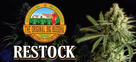 Restock big buddha